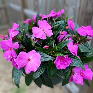 Meet your Posher, Cathy